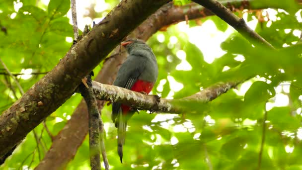 Jolie femelle à queue latée trogon se déplaçant dans toutes les directions - HD 
