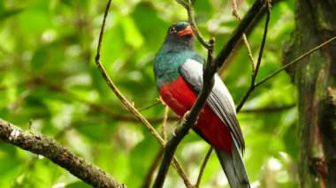Güzel tropikal trogon kuşu bir dakikalık bir sıra uzattı - HD
