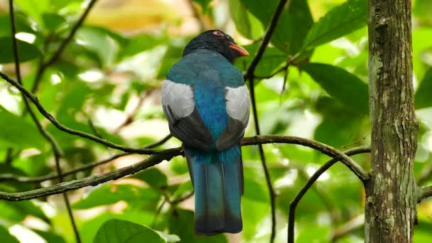 Όψη Του Αρσενικού Slaty Ουρά Trogon Σκαρφαλωμένο Πριν Από Την — Αρχείο Βίντεο