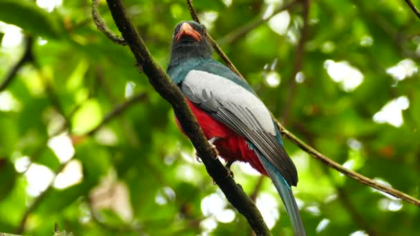 Striking Masculino Slaty Cauda Trogon Empoleirado Selva Panamá — Vídeo de Stock