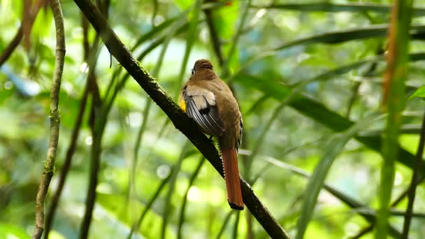 Trogon Vogel Hockt Panamesischen Regenwald Und Fliegt Davon — Stockvideo