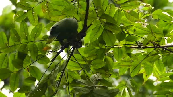 Dziwne Zachowanie Pokazuje Papugi Cięcia Jedzenia Wewnątrz Gałęzi — Wideo stockowe
