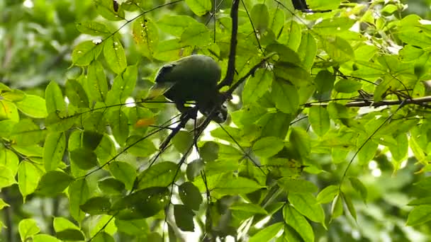 Mealy Parrot Feeding Interior Broad Leaf Tree Branch — Stock Video