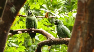 Olgun Panamean ağacında dikilen bir çift büyük papağan.