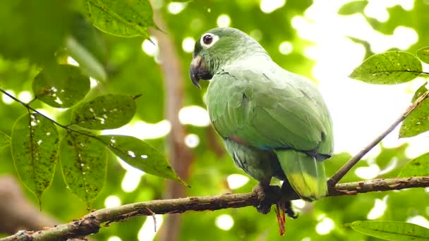 Scharfe Scharfe Aufnahme Eines Großen Mehligen Papageien Der Sich Langsam — Stockvideo