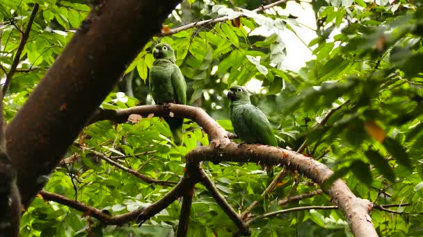 Sepasang Burung Beo Mealy Menoleh Perlahan Sambil Bertengger — Stok Video