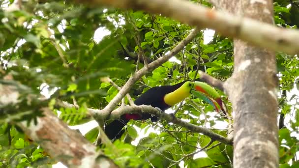 Deux Coups Bec Quille Toucan Dans Arbre Alimentation — Video