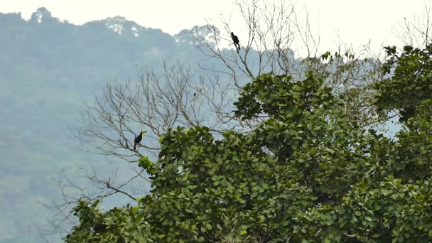 Pair Keel Billed Toucans Perched Atop Empty Tree Forest — Stock Video