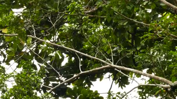 Paire Toucan Bec Quille Vocalisant Sautillant Sur Les Branches — Video