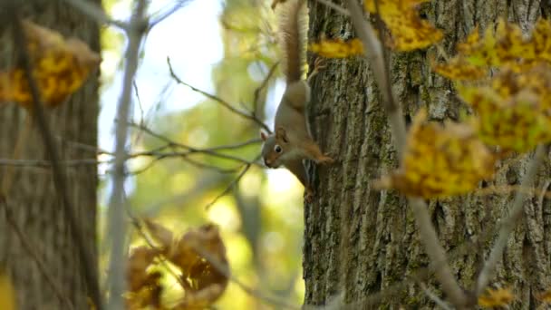 Esquilo Pendurado Cabeça Para Baixo Lado Árvore Posição Territorial — Vídeo de Stock