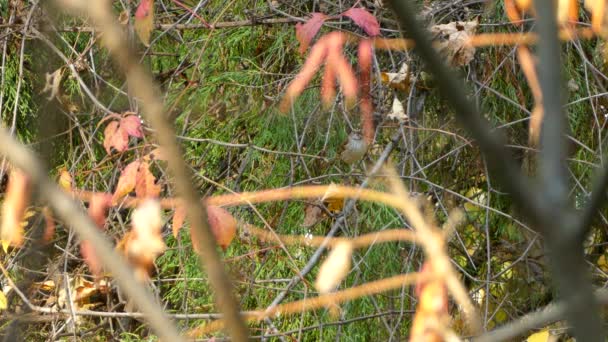 Moineau Dans Une Vaste Gamme Variétés Branches Parmi Lesquelles Cèdre — Video