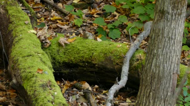 チプムンクは苔に座って尻尾をきれいにする — ストック動画