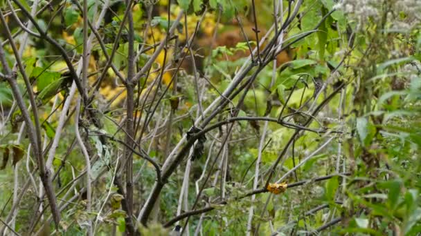 Een Kleine Vogel Kleurrijke Bladeren — Stockvideo