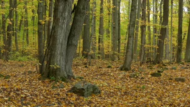 Een Beuken Esdoorn Woud Herfst — Stockvideo