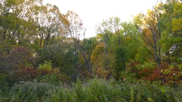 Viento Sopla Través Campo Forestal Otoño — Vídeo de stock