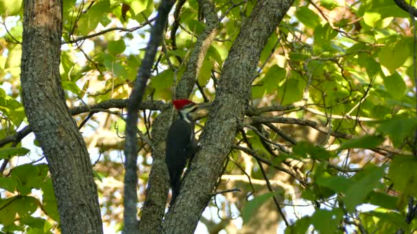 Banded Pileated Datel Calls Tree — Stock video