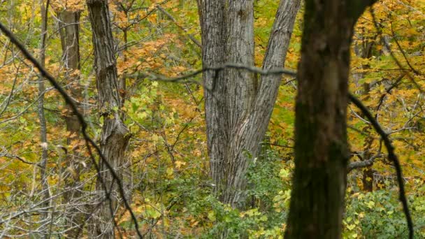 Small Bird Climbs Tree Trunk Autumn Forest — Stock Video