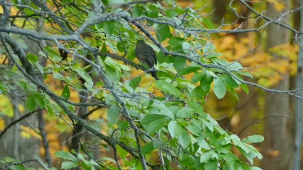 美洲知更鸟坐在树叶下的树枝上 — 图库视频影像