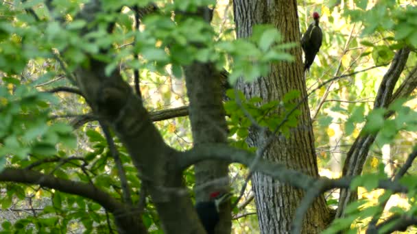 两只毛茸茸的啄木鸟爬上森林里的树 — 图库视频影像