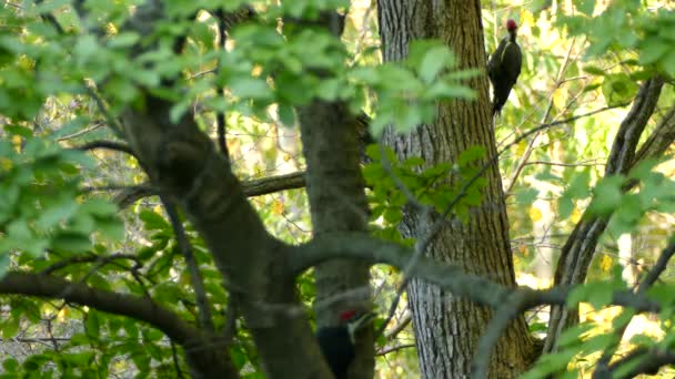 Två Staplade Hackspettar Klättrar Träd Skog — Stockvideo