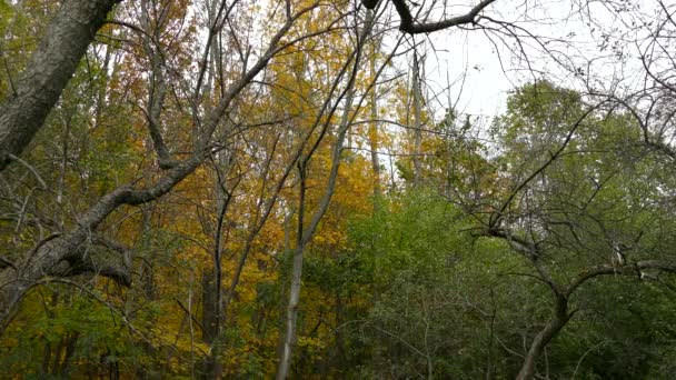 Сценический Осенний Лес Разноцветными Листьями — стоковое видео