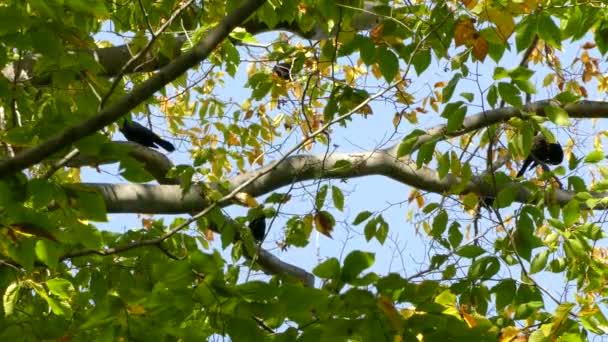 Quiscale Bronzé Dans Les Branches Arbres — Video