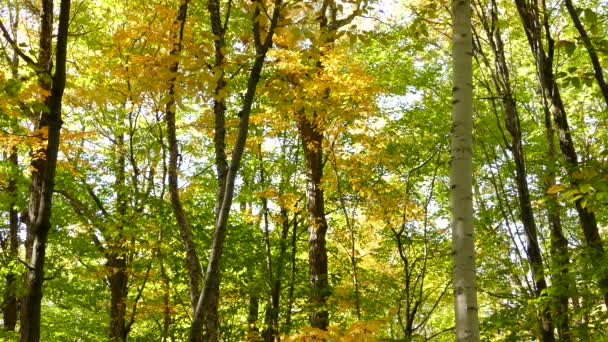 Una Foresta Autunno Betulla Acero Nel Pomeriggio — Video Stock