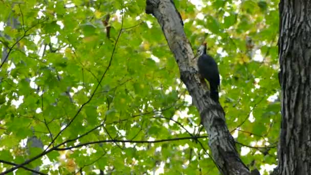 有枕头的啄木鸟在树上凿一个洞 — 图库视频影像