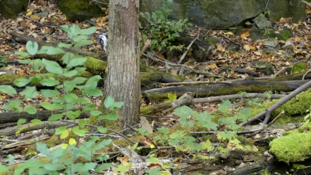Τριχωτός Τρυποκάρυδος Ένα Τροπικό Βραχώδες Δάσος — Αρχείο Βίντεο