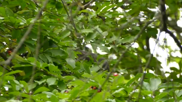Θηλυκός Τρυποκάρυδος Που Τρώει Μούρα Ένα Δέντρο — Αρχείο Βίντεο