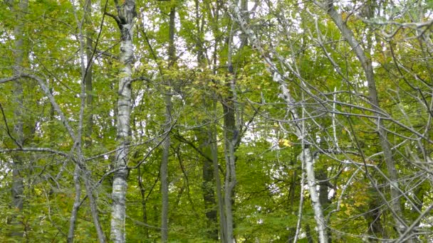 Buntspecht Klettert Wald Auf Baum — Stockvideo