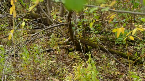 森林地面上的鸟类和苔藓丛生的树枝 — 图库视频影像