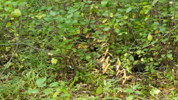 Oiseaux Dans Les Arbustes Niveau Sol Lorsque Vent Ramasse — Video