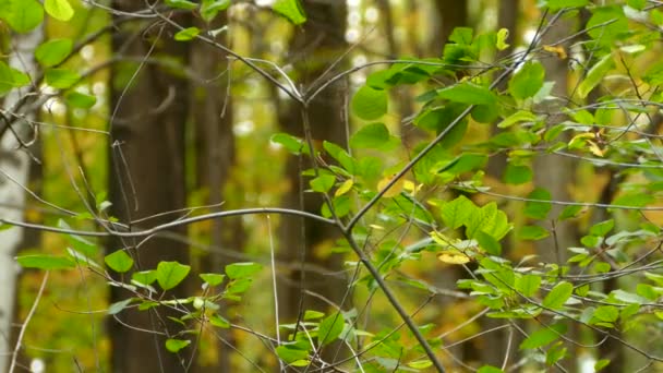 Kvinnlig Rubinkrönt Kinglet Träd — Stockvideo