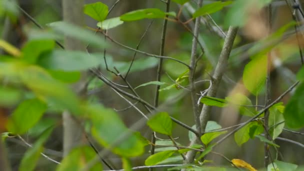 Roi Couronné Rubis Dans Arbre Dans Une Forêt — Video