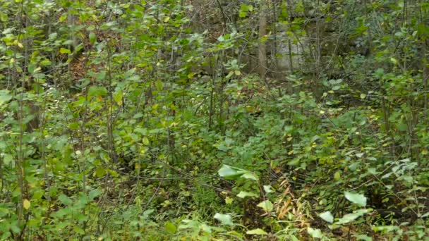 緑の森と岩壁の葉 — ストック動画