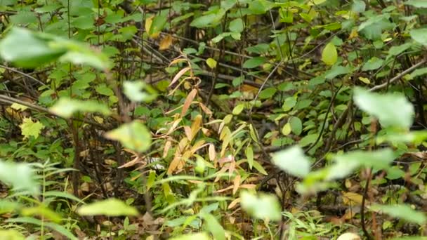 低木畑の雌のルビー冠のキングレット — ストック動画