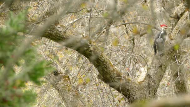 Pájaro Carpintero Apilado Picoteando Para Comer Tronco Del Árbol — Vídeos de Stock