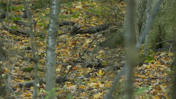 Ερημίτης Thrush Στο Πάτωμα Του Δάσους Και Ένα Κλαδί — Αρχείο Βίντεο