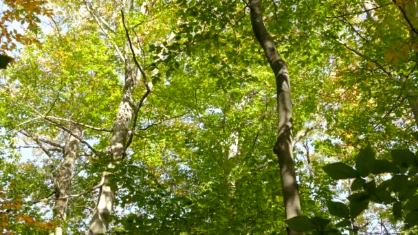 Les merles volent à travers une forêt de hêtres 