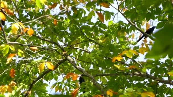 山毛榉树冠上的乌鸦 — 图库视频影像