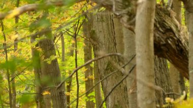 Renkli bir sonbahar ormanında tavuk ve ağaçkakan.