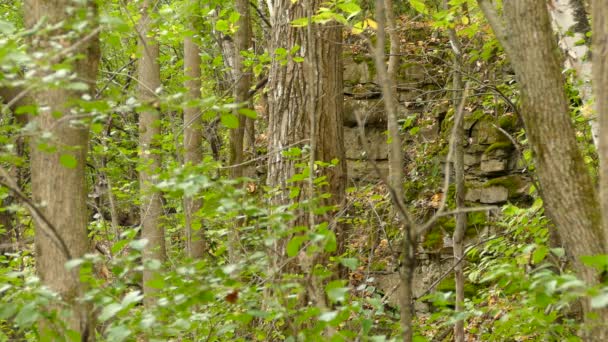 Mormoták Madarak Egy Zöld Erdőben Kövekkel — Stock videók