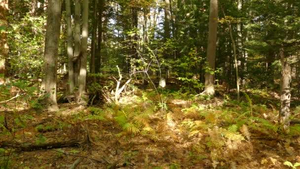 Skogsmiljö Med Ormbunkar Och Träd — Stockvideo