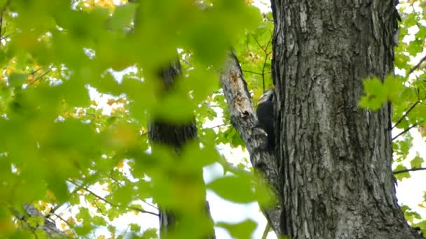 用枕木啄木鸟凿穿一棵树 — 图库视频影像