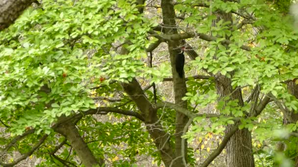 Pileated Pica Pau Tronco Árvore Voa Longe — Vídeo de Stock