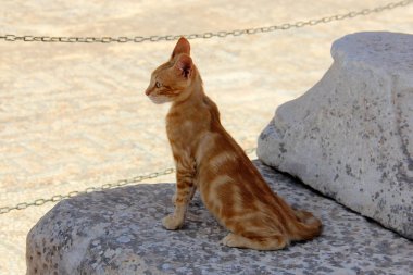 Antik Efes, Selcuk, Zmir ilinin kalıntıları üzerindeki yaban kedisi, Türkiye