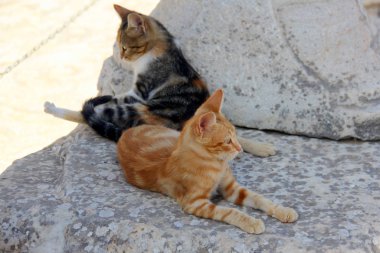 Antik Efes, Selcuk, İzmir ilinin kalıntıları üzerinde iki yabani kedi, Türkiye