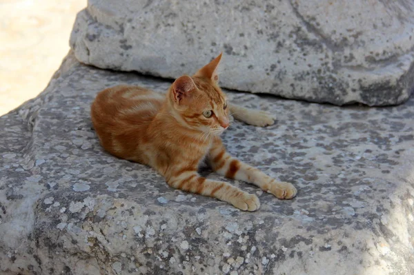 Feral cat on the stones of the ruins of Ancient Ephesus, Selcuk, zmir Province, Turkey