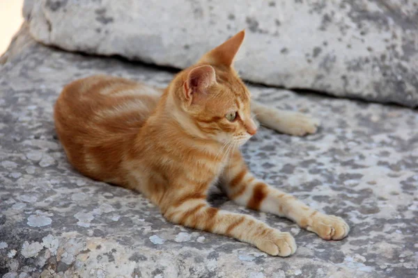 Feral cat on the stones of the ruins of Ancient Ephesus, Selcuk, zmir Province, Turkey